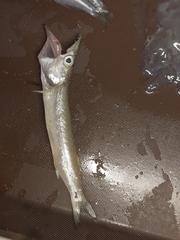 Sphyraena guachancho