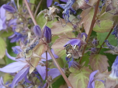 Lasioglossum costulatum