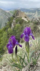 Iris furcata
