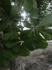 Aesculus hippocastanum