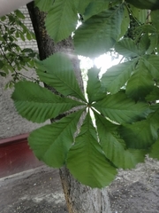 Aesculus hippocastanum