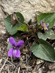 Viola somchetica