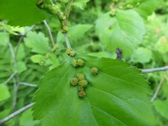 Dasineura crataegibedeguar