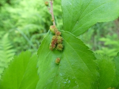 Dasineura crataegibedeguar