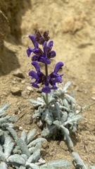 Salvia canescens