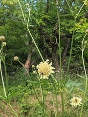 Cephalaria uralensis