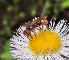 Nomada luteola