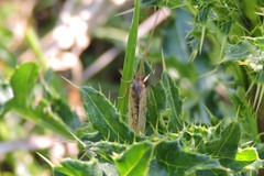 Limnephilus flavicornis