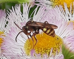 Nomada luteola