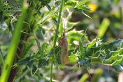 Limnephilus flavicornis