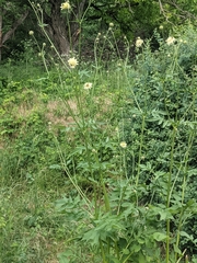 Cephalaria uralensis