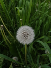 Taraxacum officinale