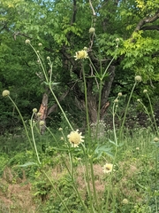 Cephalaria uralensis