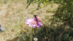Zygaena minos