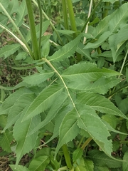 Cephalaria uralensis