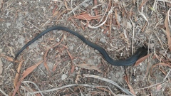 Dolichophis jugularis