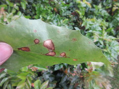 Fungi