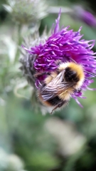 Bombus pratorum