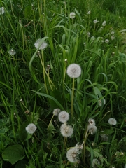 Taraxacum officinale
