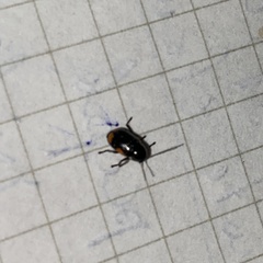 Cryptocephalus moraei