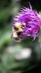 Bombus pratorum