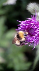 Bombus pratorum