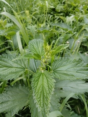 Urtica dioica
