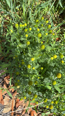 Matricaria discoidea