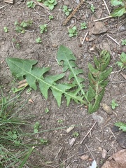 Liriomyza taraxaci