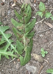 Liriomyza taraxaci