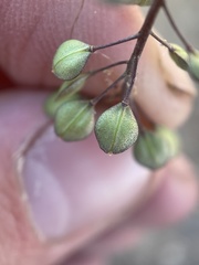 Lepidium perfoliatum