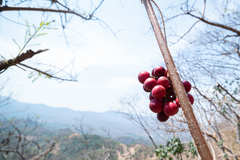 Ampelocissus acapulcensis