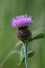 Centaurea nemoralis