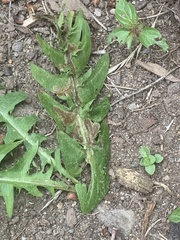Liriomyza taraxaci
