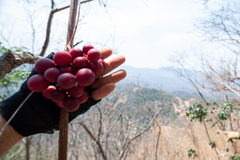 Ampelocissus acapulcensis