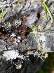Tuckermanopsis platyphylla