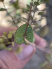 Lepidium perfoliatum