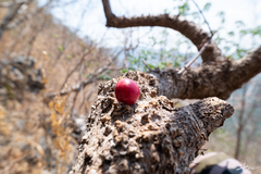 Ampelocissus acapulcensis