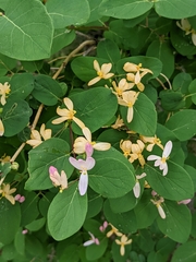Lonicera tatarica