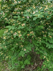 Lonicera tatarica