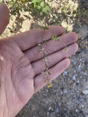Lepidium perfoliatum