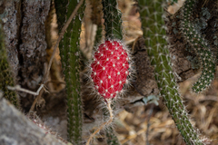 Selenicereus validus