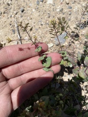 Lepidium perfoliatum
