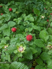 Potentilla indica