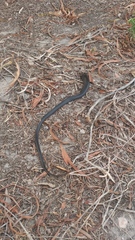 Dolichophis jugularis