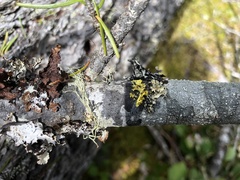 Tuckermanopsis platyphylla