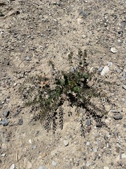 Lepidium perfoliatum