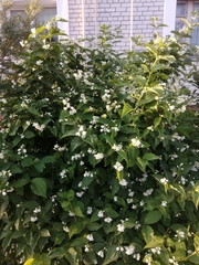 Philadelphus coronarius