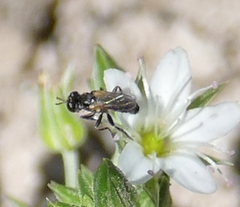 Thecophora propinqua