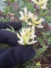Astragalus bolanderi